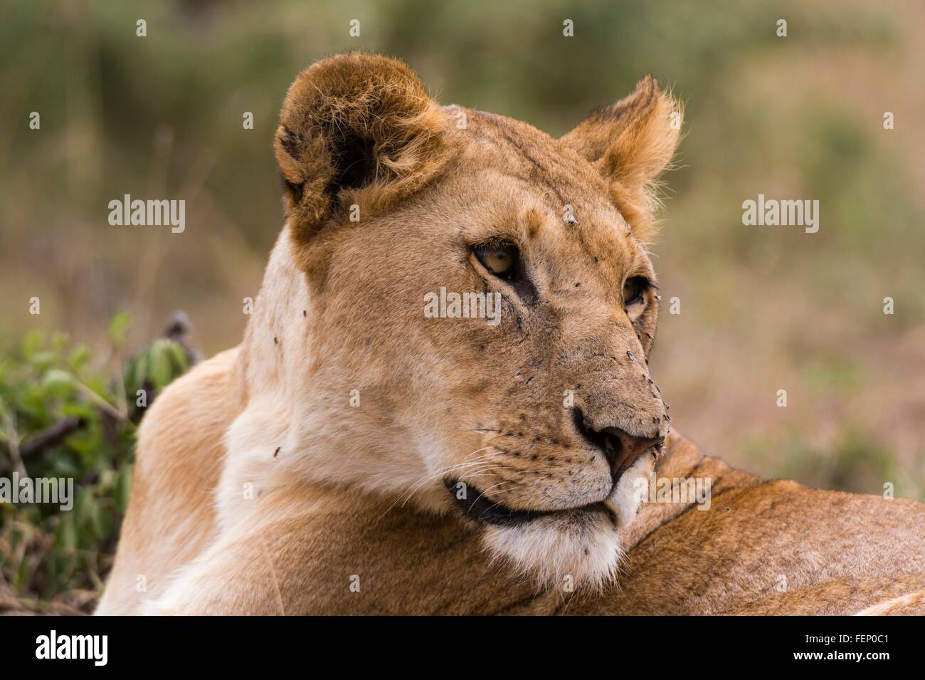 Lioness (Panthera leo), Masai Mara, Kenya, Africa Stock Photo - Alamy