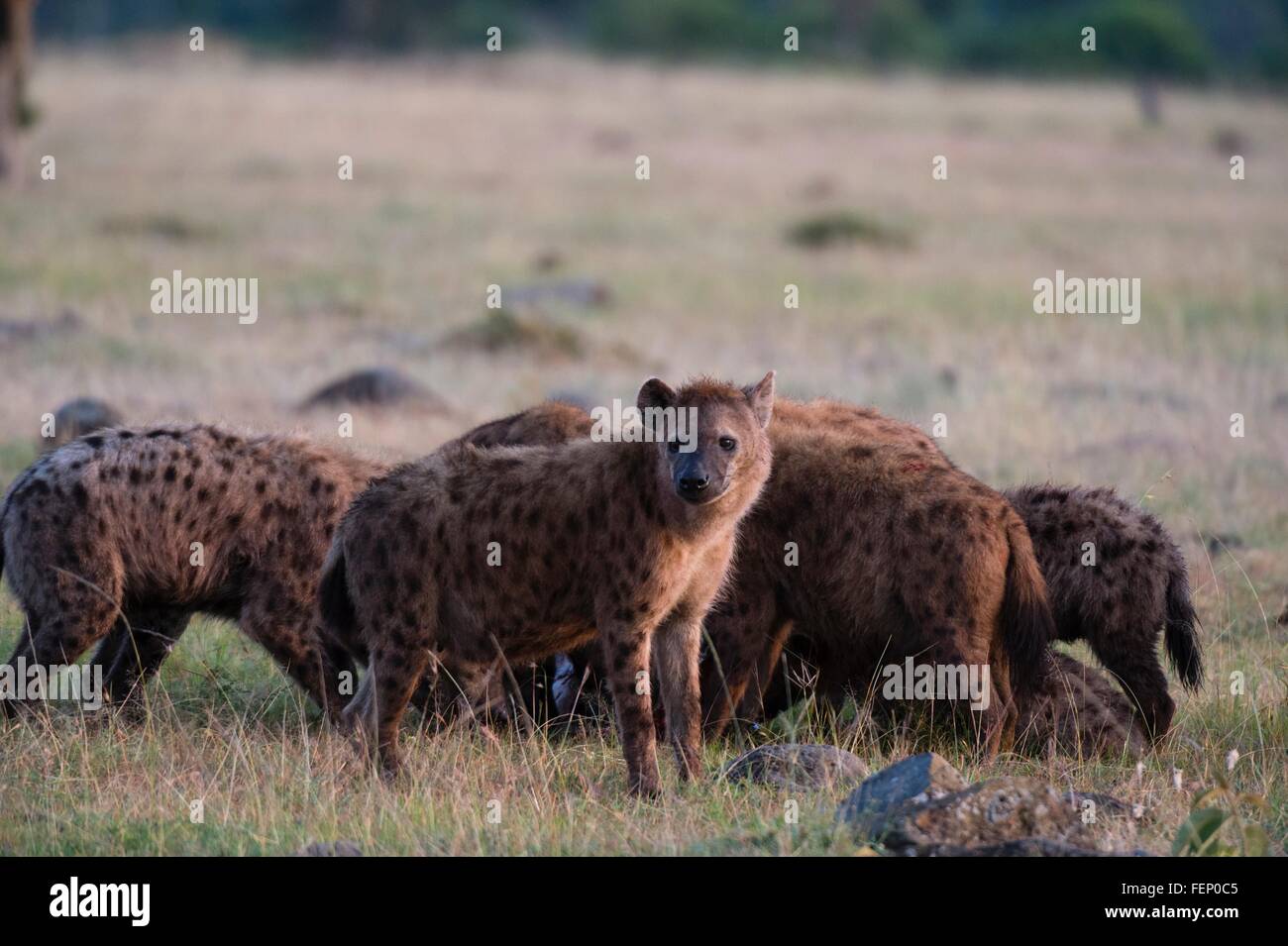 Spotted hyenas (Crocuta crocuta), Masai Mara, Kenya, Africa Stock Photo