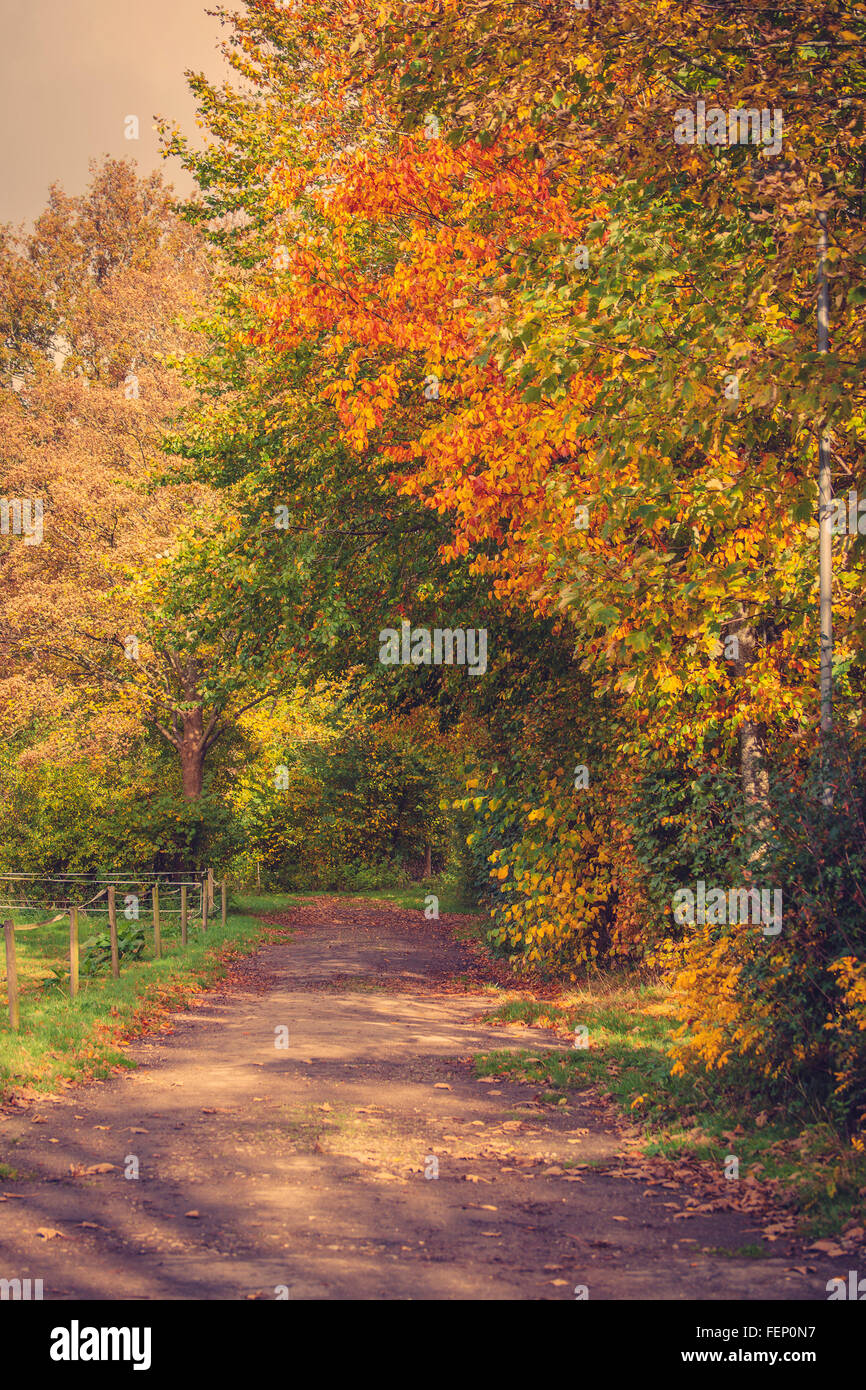 Colorful trees by a trail in a park in autumn Stock Photo - Alamy