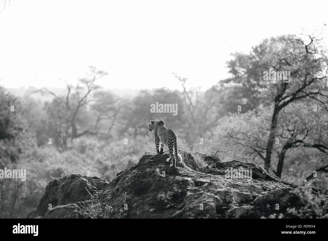 Leopard in African landscape, Kruger National Park, South Africa Stock Photo