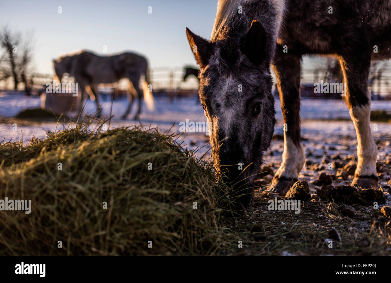 Wild American Mustangs feed in a corral during the winter after having been adopted from the US Bureau of Land Management horse adoption in Idaho, USA. Stock Photo