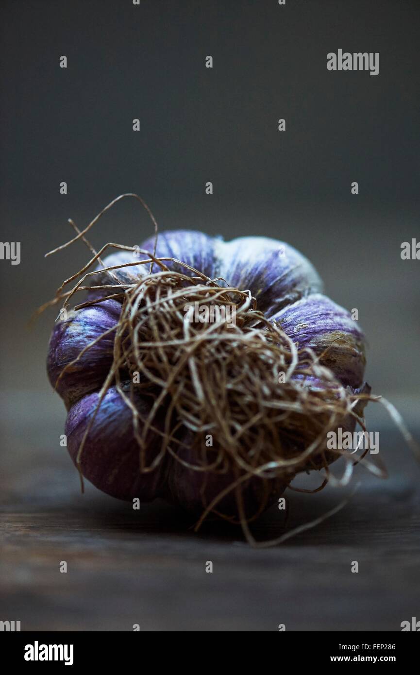 Roots on whole purple garlic bulb Stock Photo