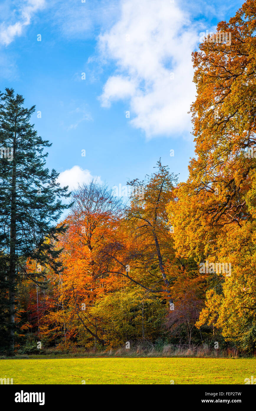 Park with colorful trees in warm colors in the fall Stock Photo - Alamy