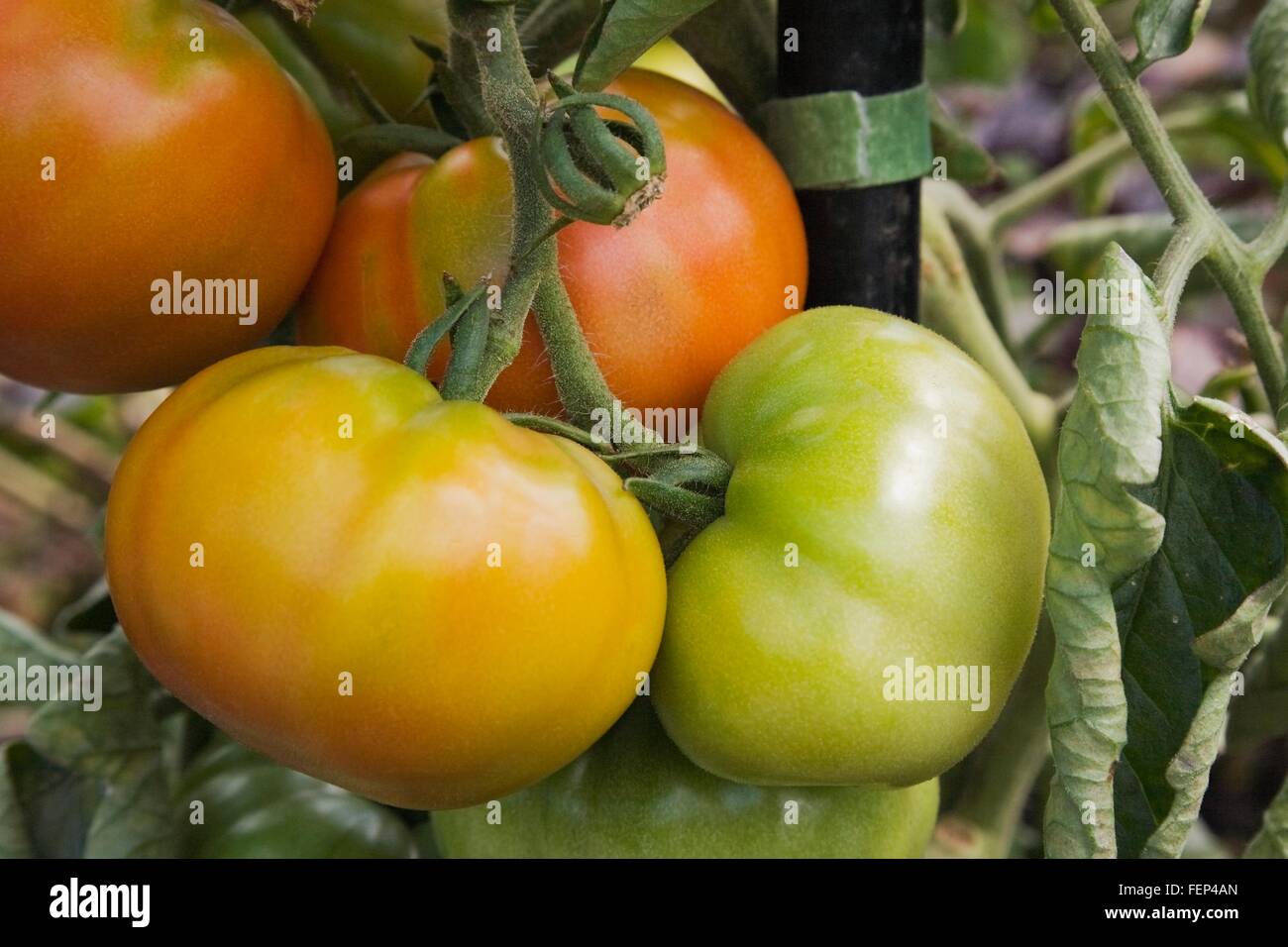 Closeup of Chef's Choice Orange (Solanum lycopersicum) tomato plant in