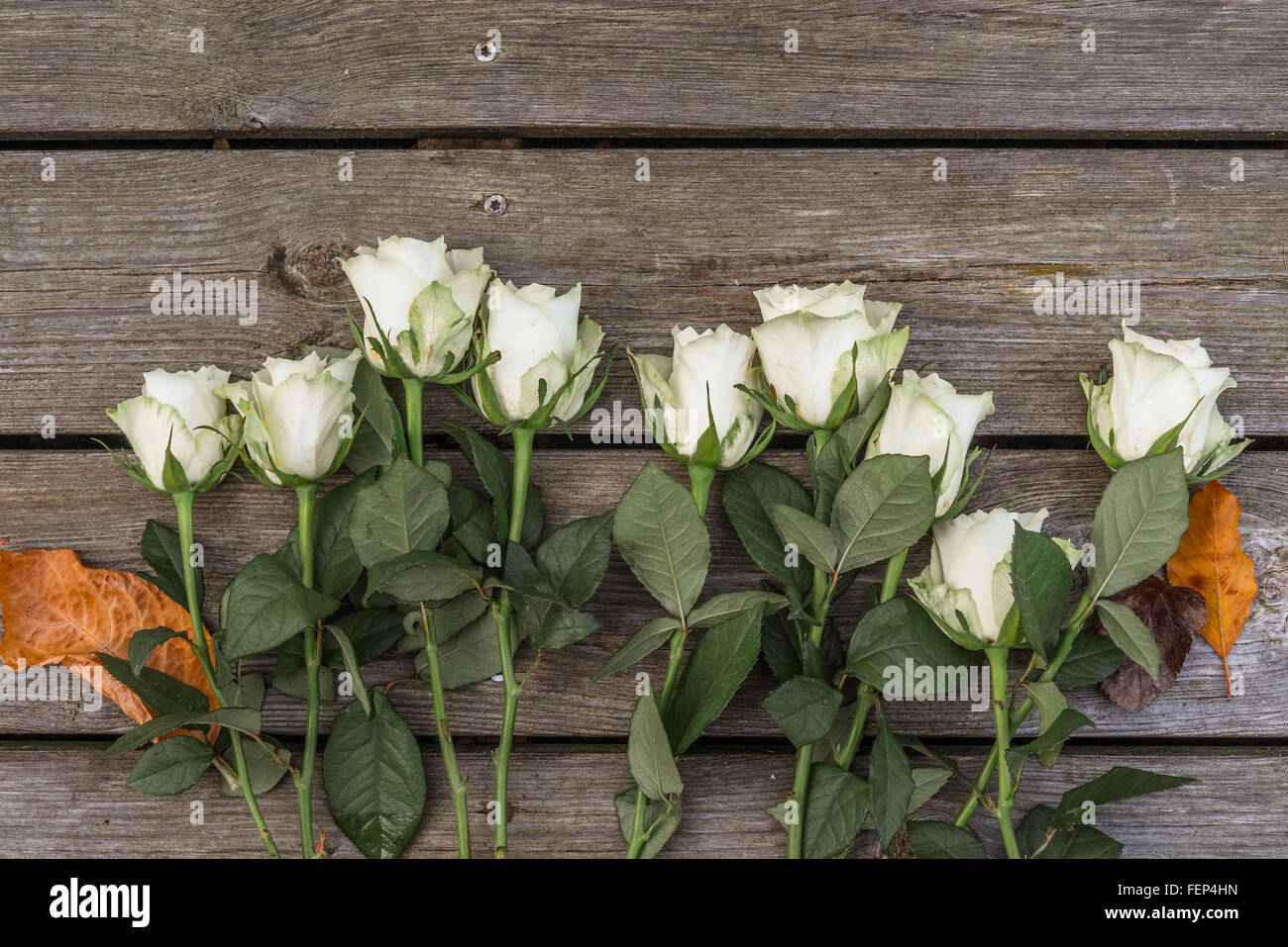 White roses on wooden background in the autumn Stock Photo - Alamy