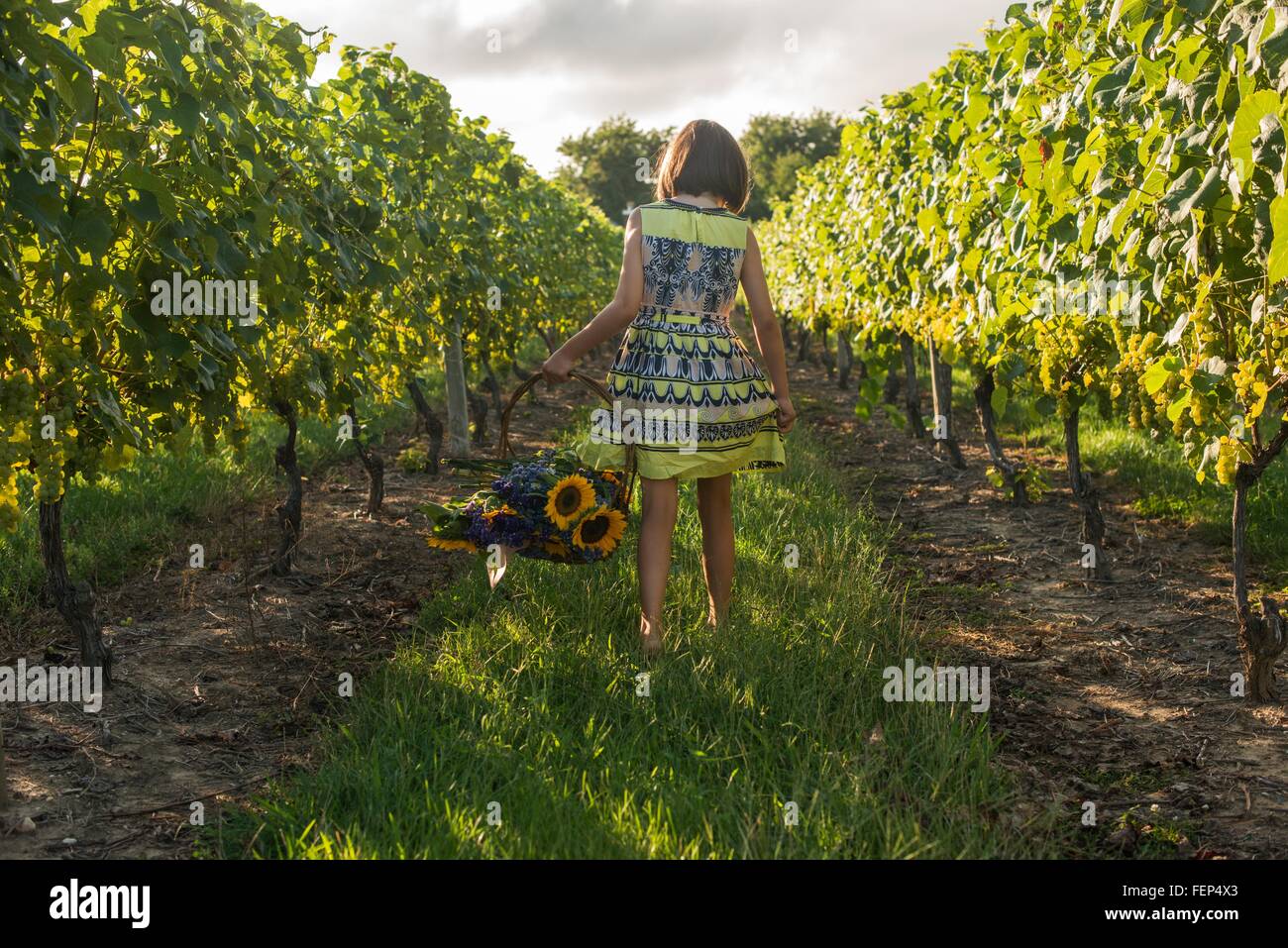 Rear view of girl in vineyard carrying basket of flowers Stock Photo