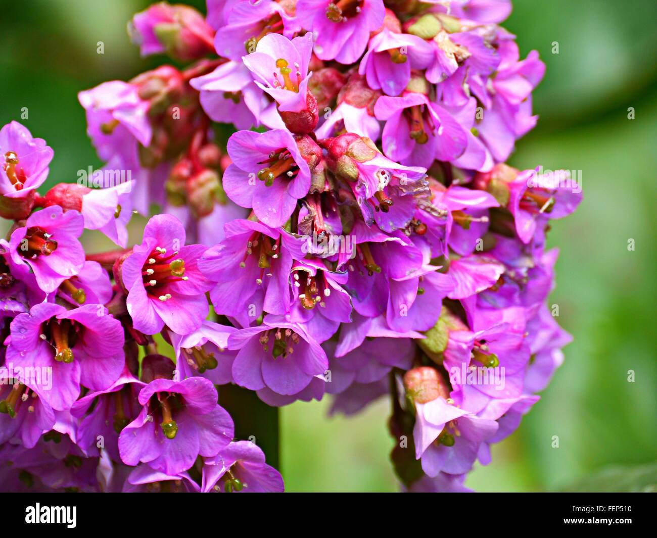 Close-Up Of Bergenia Crassifolia Flowers Blooming Outdoors Stock Photo