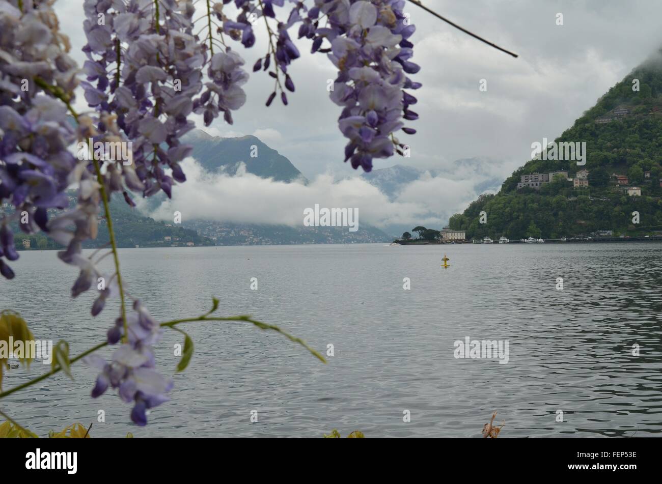 Close-Up Of Purple Wisteria Flowers With Mountain In Background Stock Photo