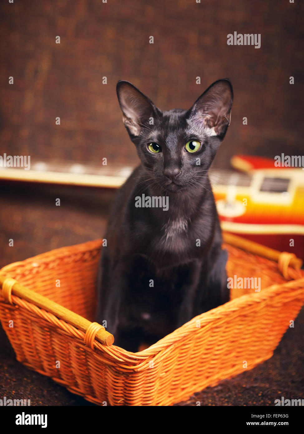 black oriental shorthair cat sitting in wooden basket Stock Photo
