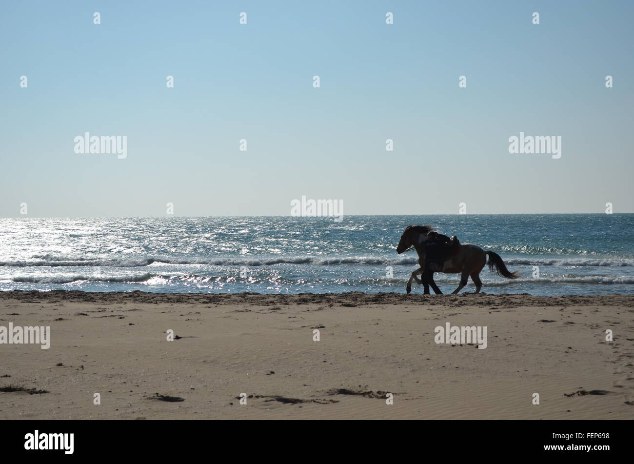 Beach Rode Side Profile Side View Of A Horse On Beach Stock Photo - Alamy