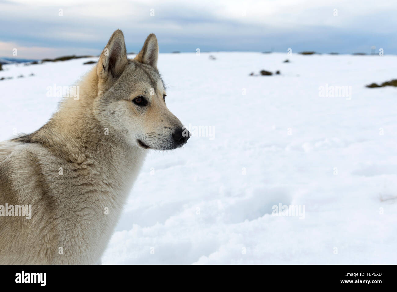 A white husky is playing in the snow high up in the mountain during the winter. Stock Photo