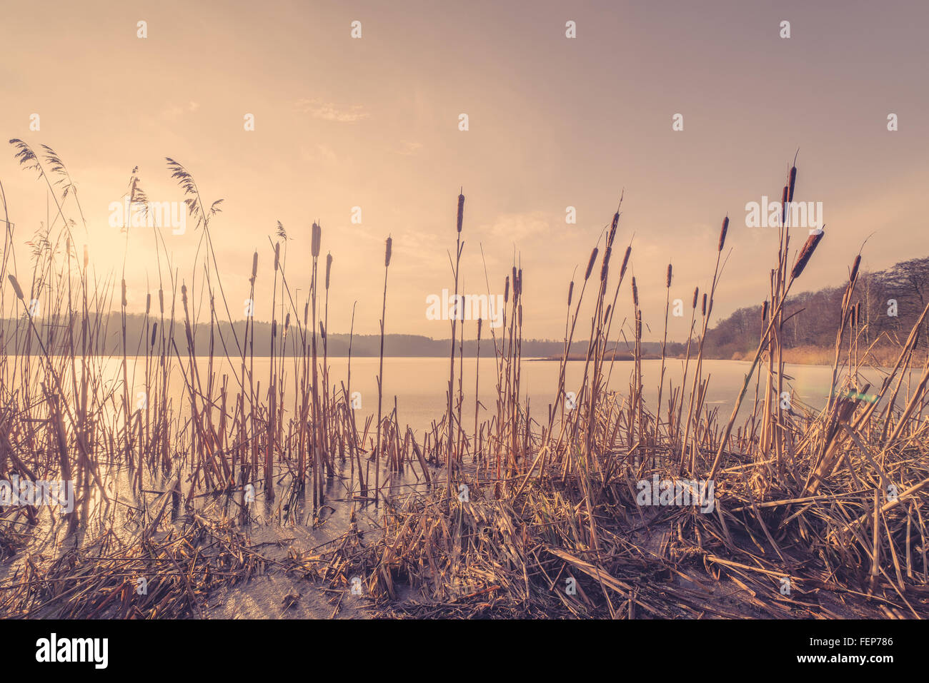 Reeds in a frozen lake in the sunset at wintertime Stock Photo - Alamy