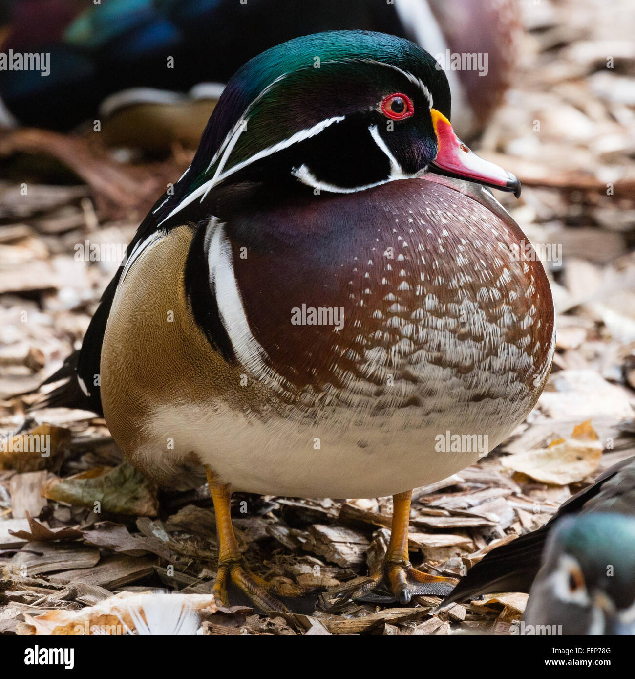 Male wood duck hi-res stock photography and images - Alamy