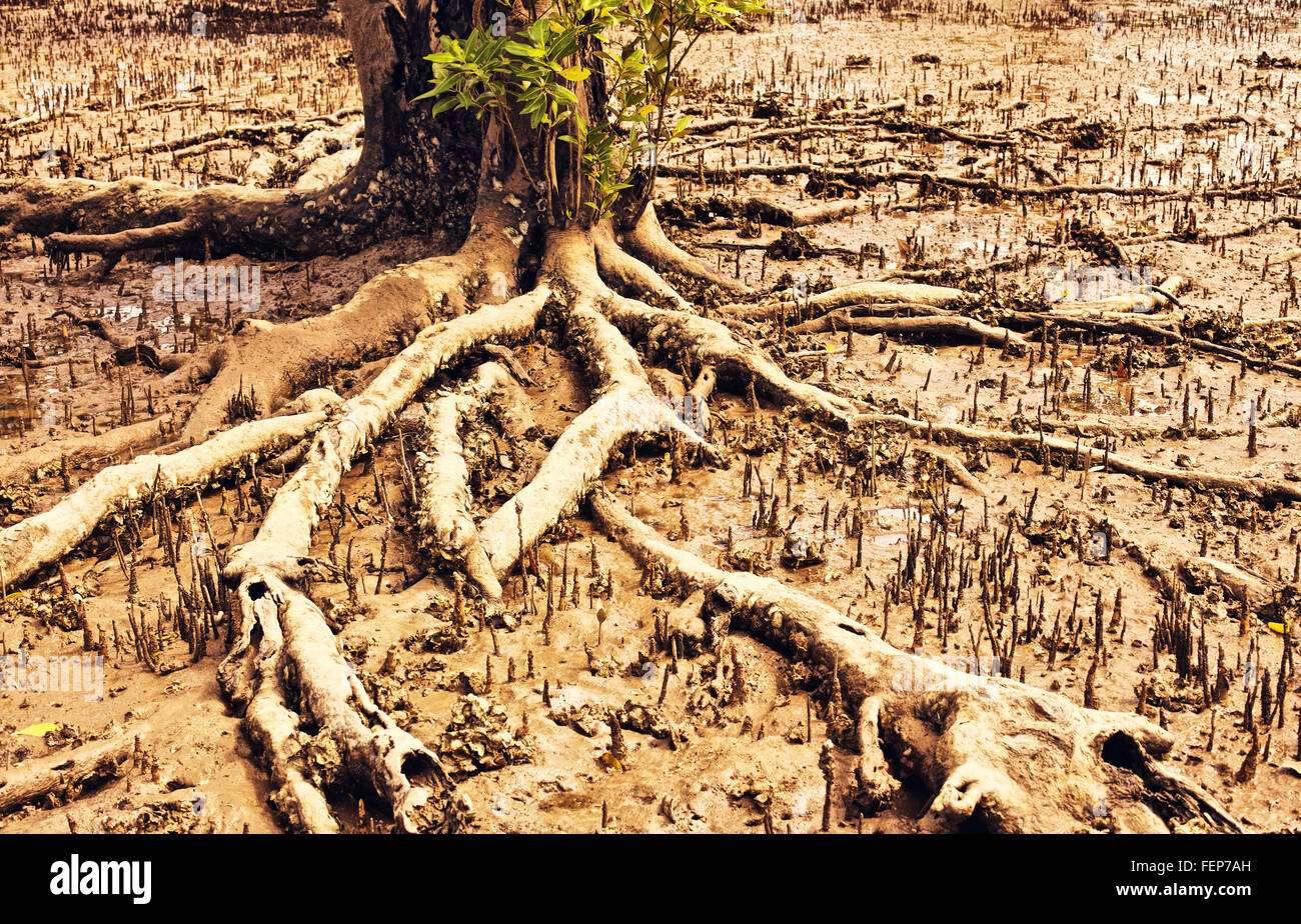 mangrove swamp at low tide in Thailand Stock Photo