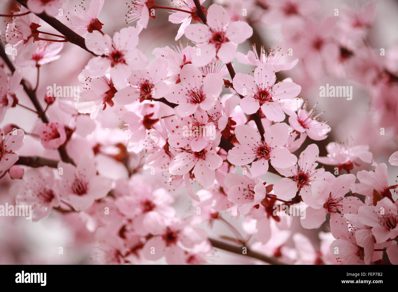 Pink cherry blossom branch with blurry background Stock Photo - Alamy