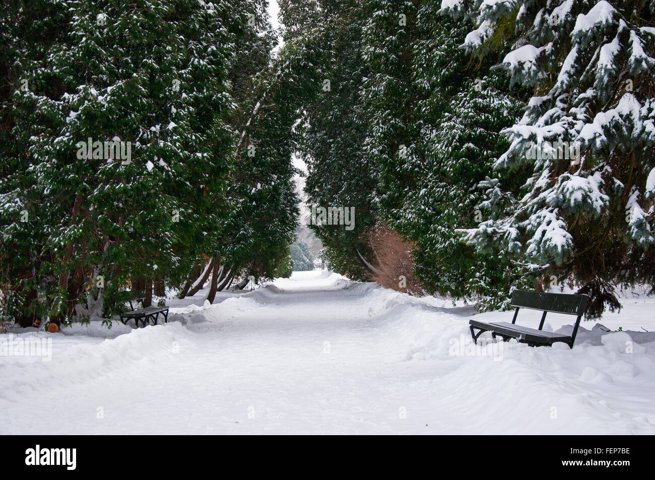 Lazienki Park in winter. Stock Photo