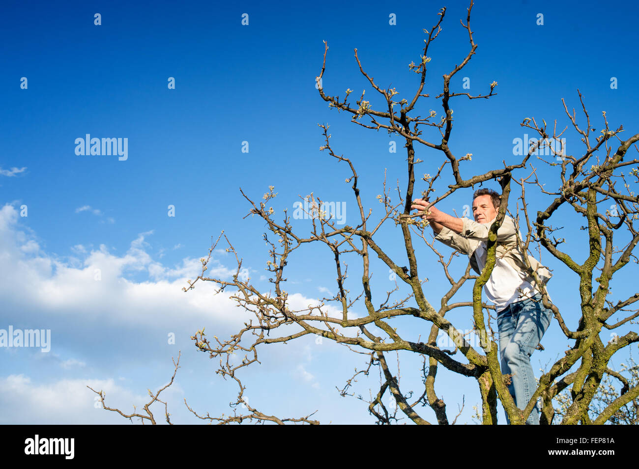Senior man pruning tree branches against blue sky with clouds Stock Photo