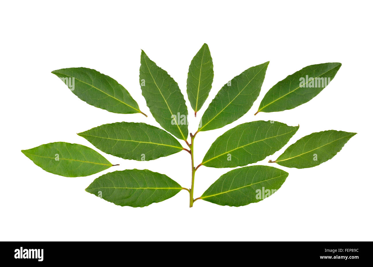 Sprig of fresh bay leaves, laurus nobilis or bay laurel leaves. Stock Photo
