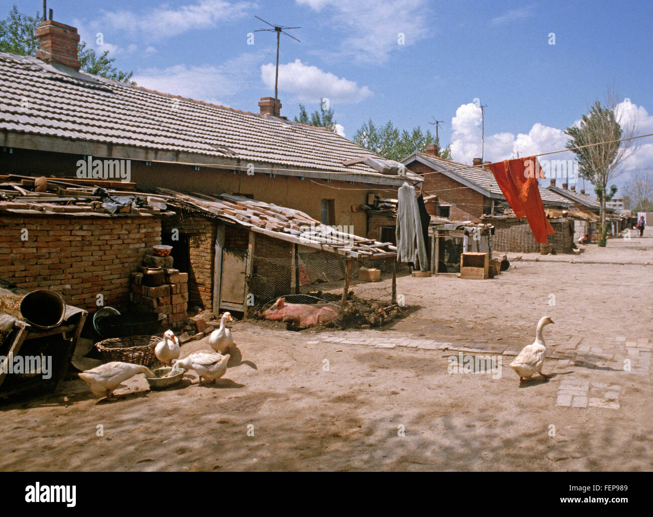 Village outside Daqing with pig and geese, Heilongjiang Province, China Stock Photo