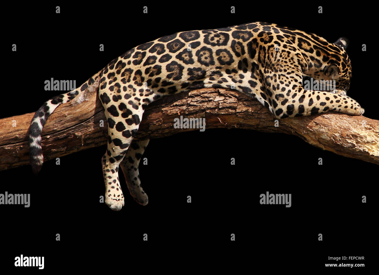 an african leopard is taking asnooze/ nap/ sleep in the afternoon sun. Isolated onto black. Stock Photo