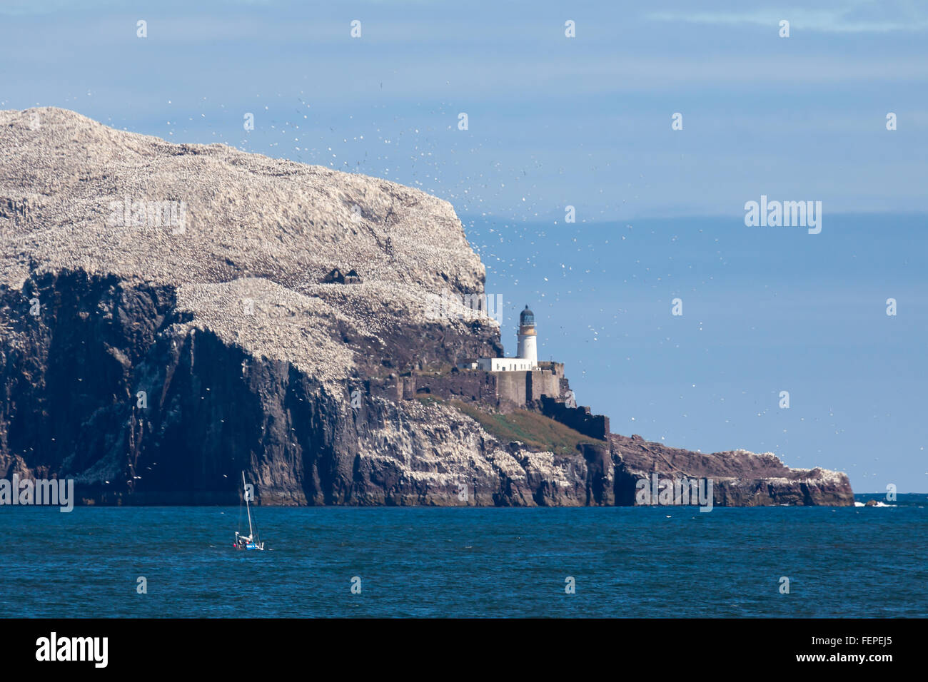 Sea bass uk waters hires stock photography and images Alamy