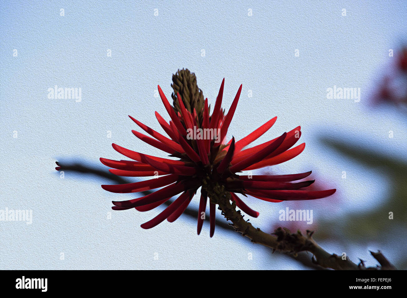 Eritrina, coral tree covered with red flowers Stock Photo