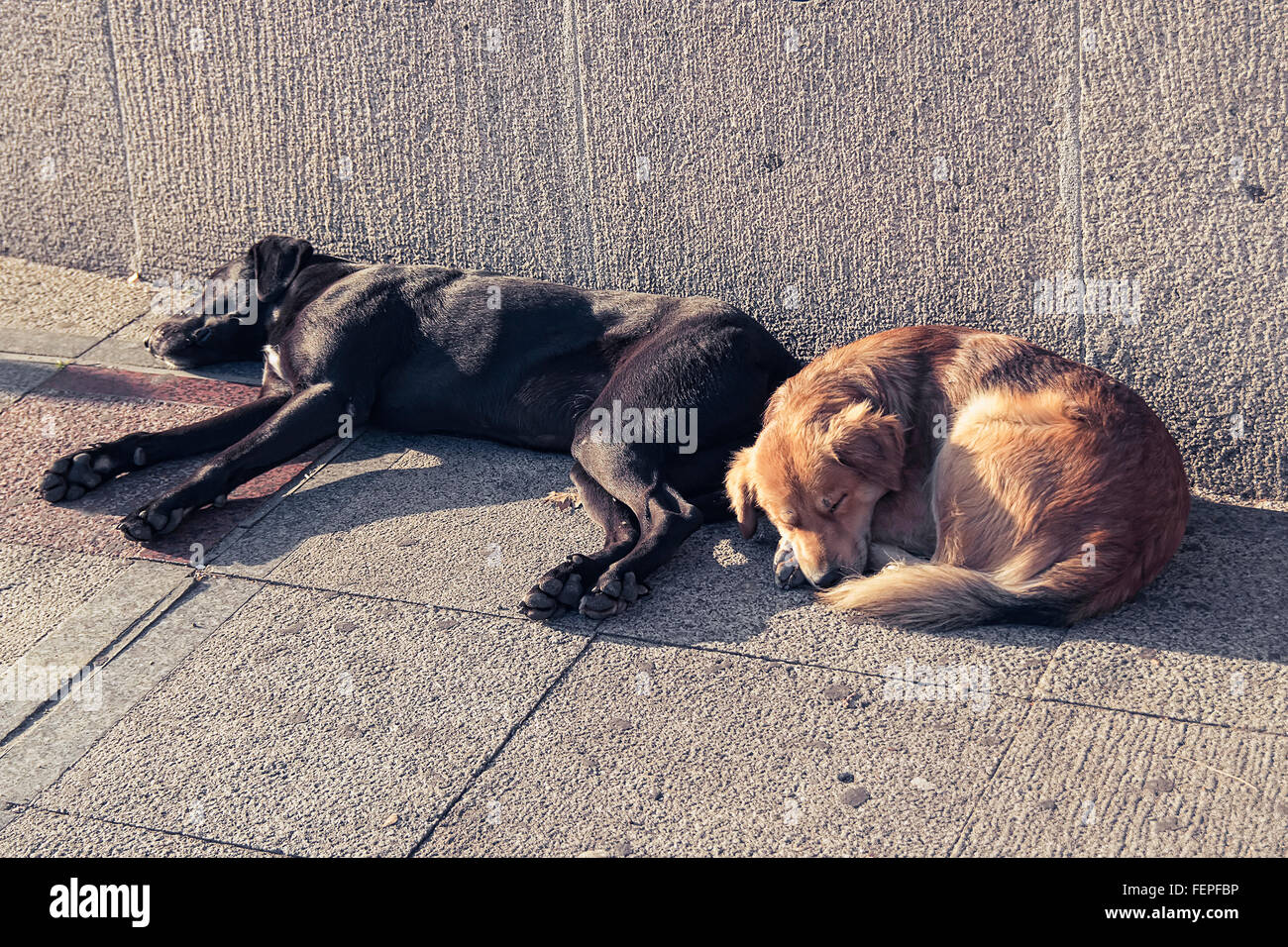Stray dogs sleeping in summer sun Stock Photo - Alamy Stray dogs sleeping in summer sun Stock Photo - Alamy