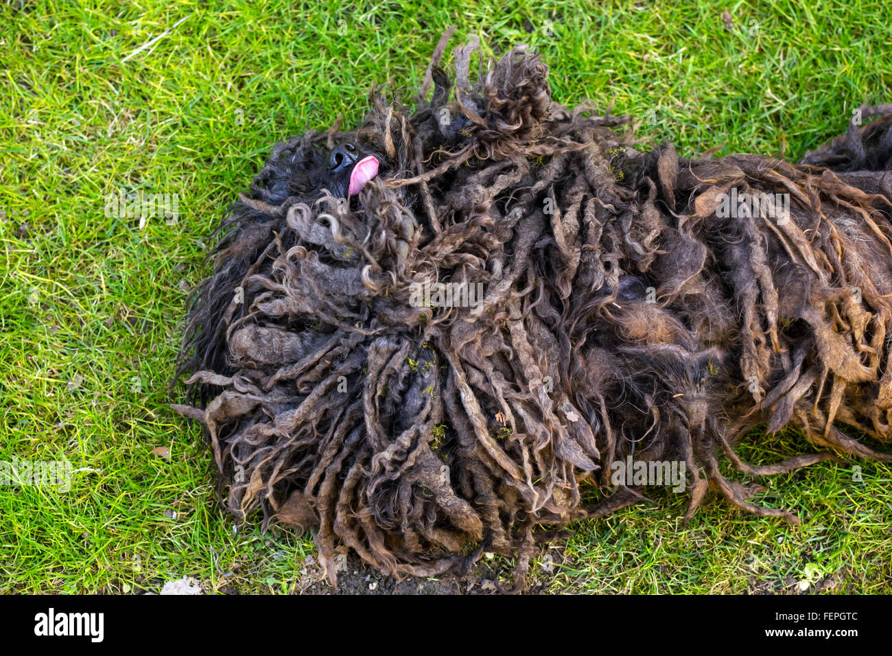 Black puli in the grass Stock Photo