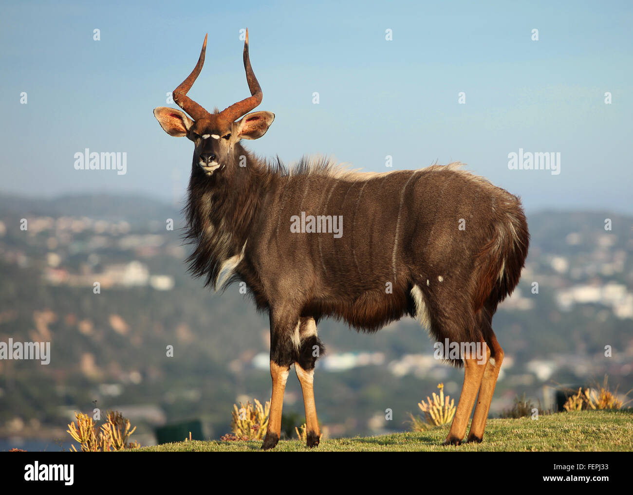 The Nyala is one of the most beautiful buck species in Africa. They are elegant and inquisitive. Stock Photo