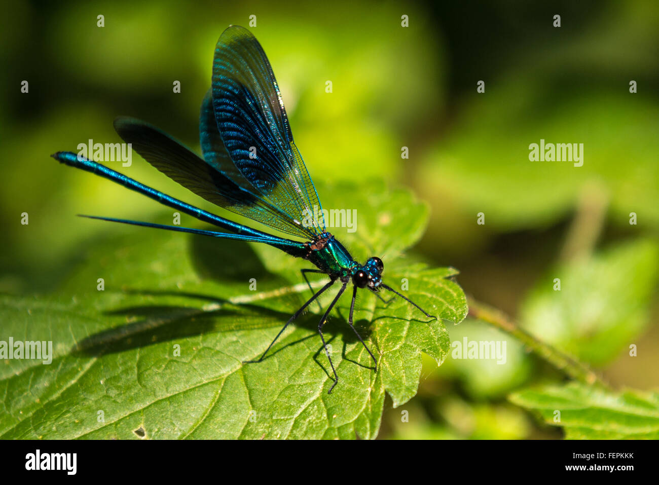 A blue damselfly sitting on a leaf Stock Photo - Alamy