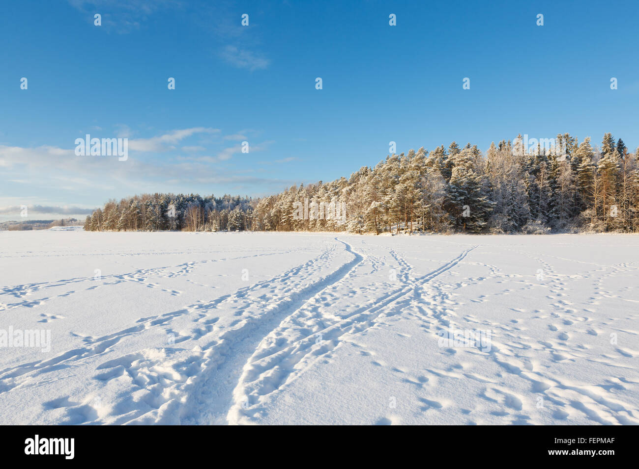 Frozen lake and snow covered forest Stock Photo - Alamy