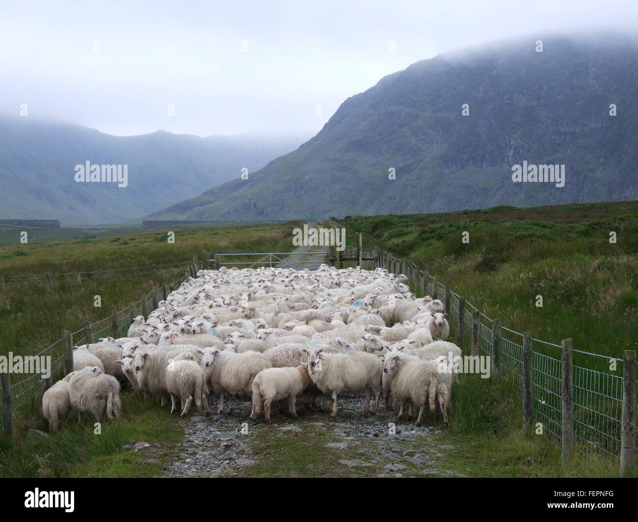 Flock of Sheep Stock Photo
