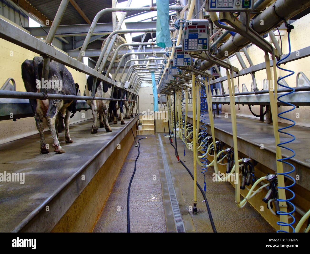 Milking Parlor Stock Photo