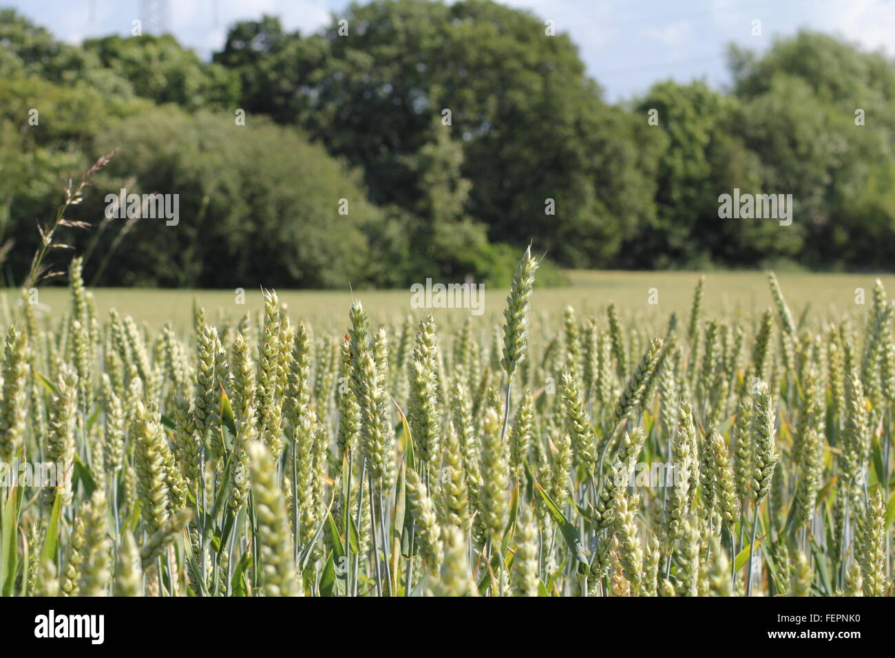 Wheat field Stock Photo