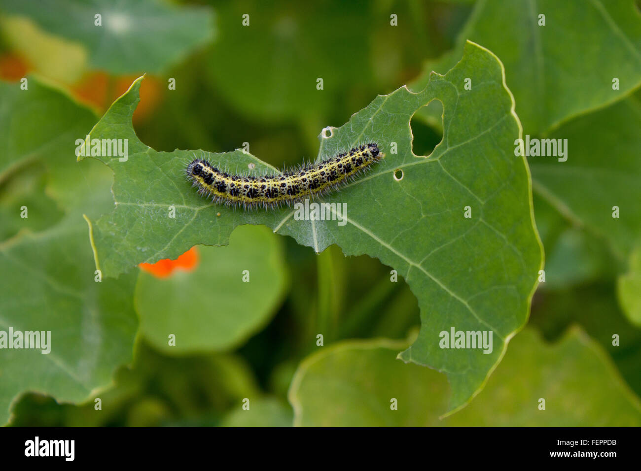 Caterpillar on eaten leaf Stock Photo