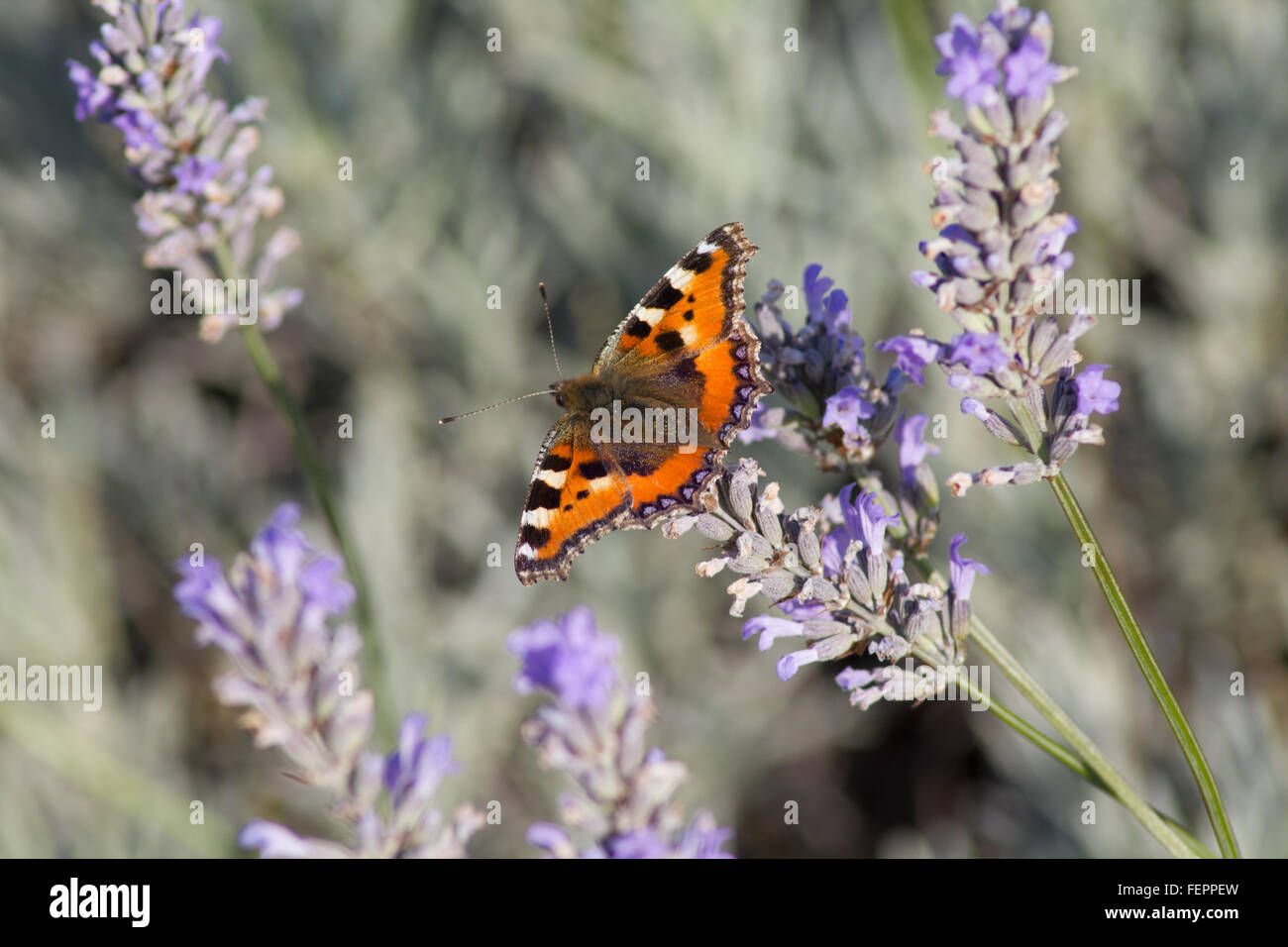 Butterfly on Lavender Stock Photo