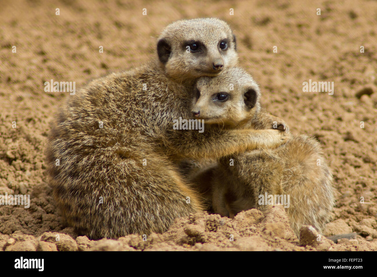 Meerkat hug Stock Photo