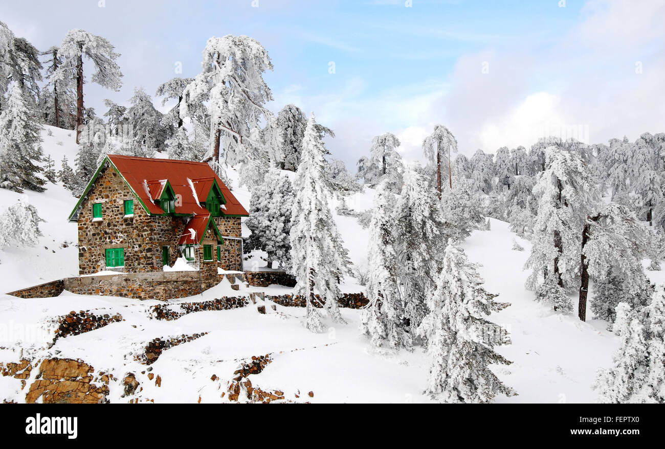 Forest in winter with snow at Troodos mountains in Cyprus with a luxury