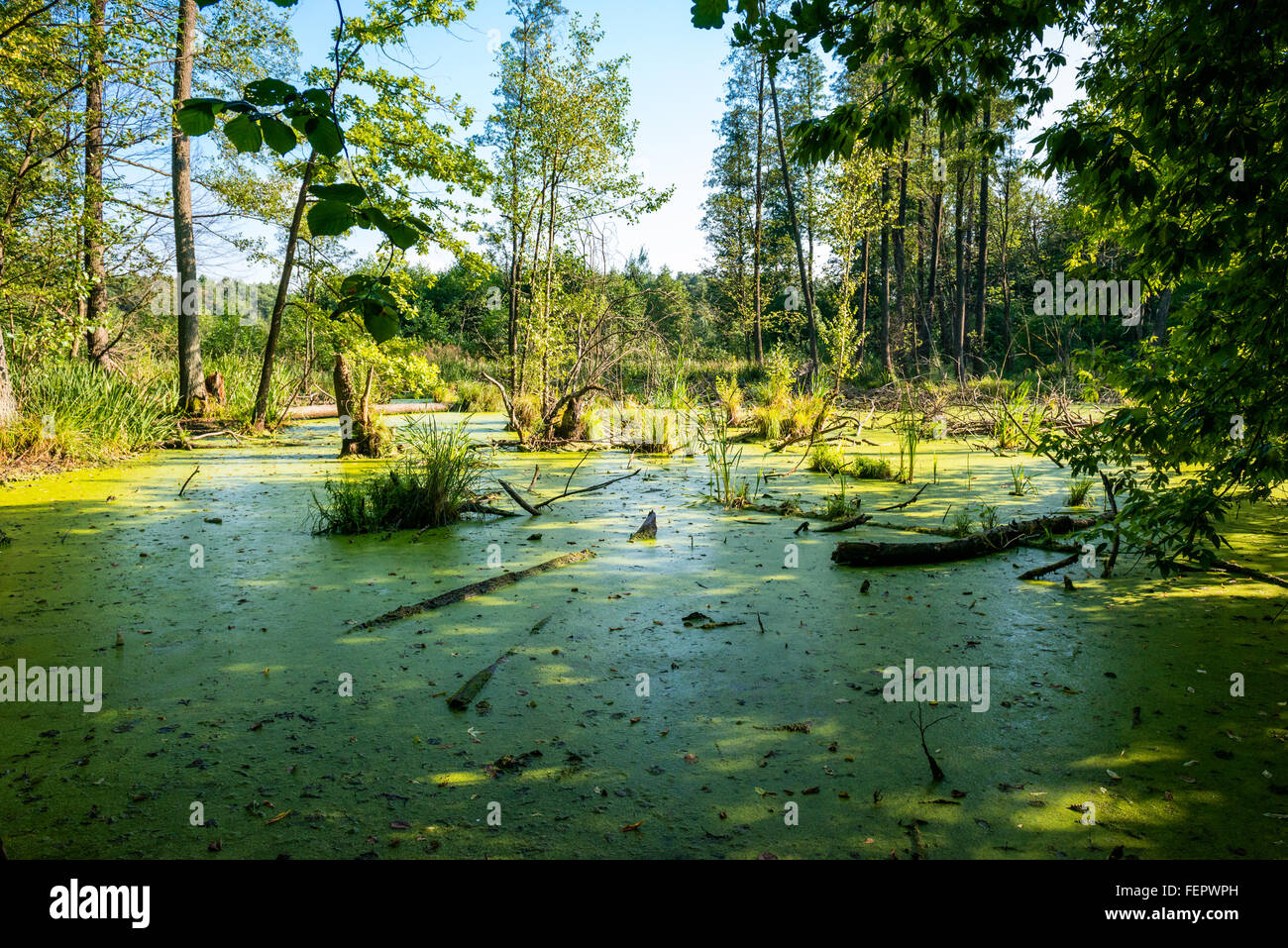 A freshwater marsh in a forest next to Klevan, Rovno Region, Ukraine Stock Photo