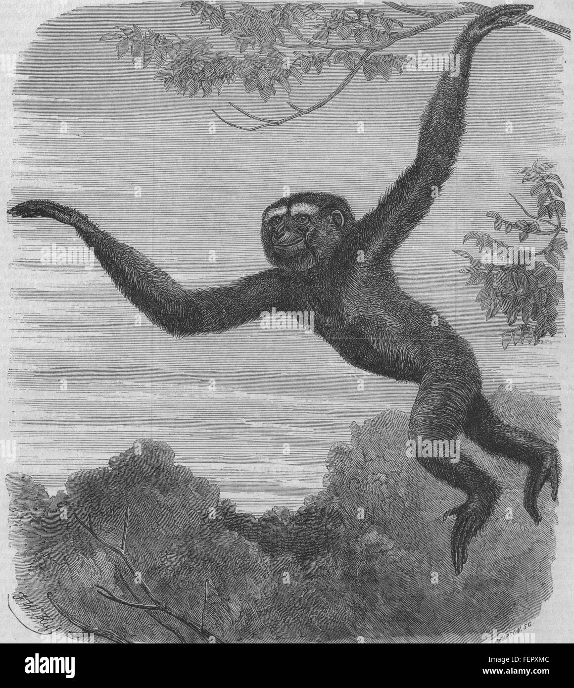 MONKEYS The Gibbon at the Zoological Society's Gardens. London Zoo 1868. Illustrated London News Stock Photo