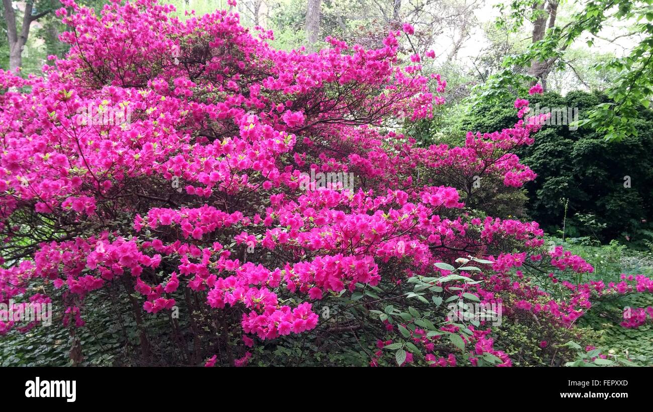 Pink Azalea Shrub Blooming Outdoors Stock Photo - Alamy