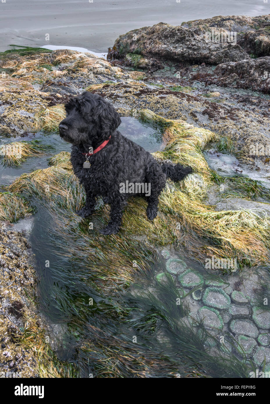 Portuguese Water Dog with sea life, Chesterman Beach, Tofino, British Columbia Stock Photo