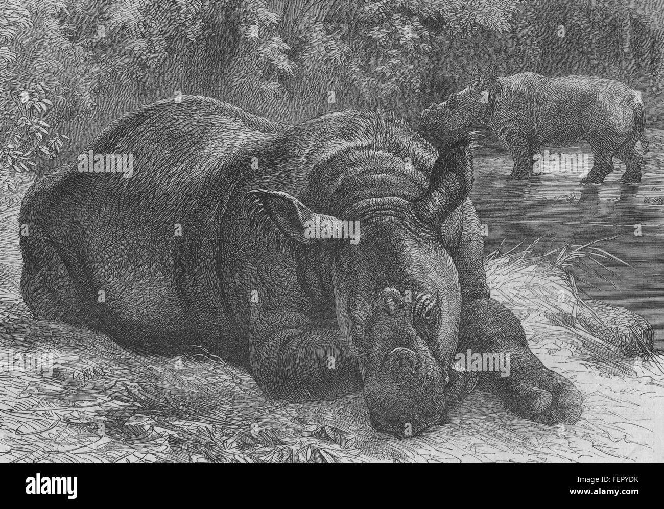 SUMATRA RHINOCEROS Zoological Society's Gardens. London Zoo 1872. Illustrated London News Stock Photo