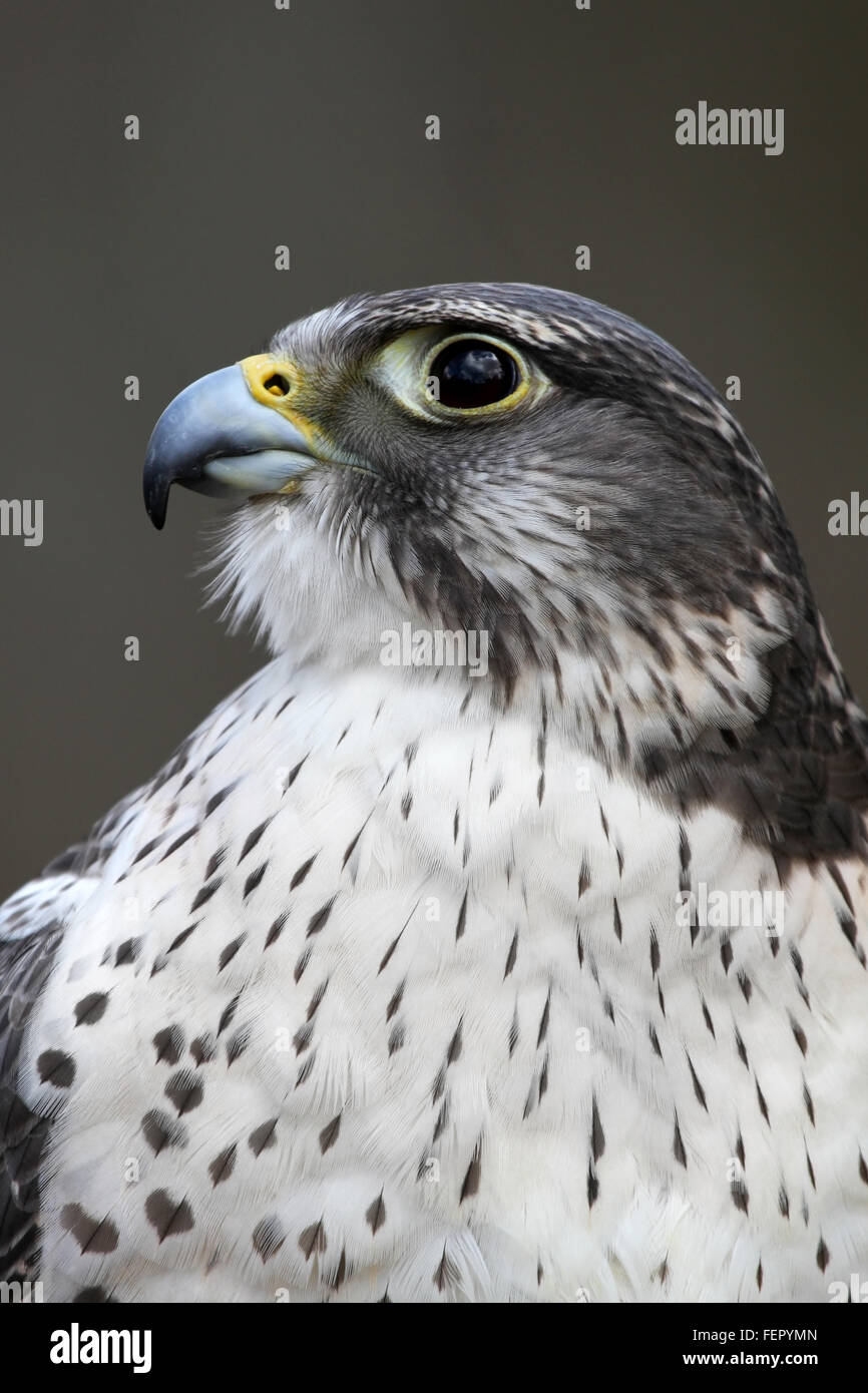 Gyrfalcon hi-res stock photography and images - Alamy