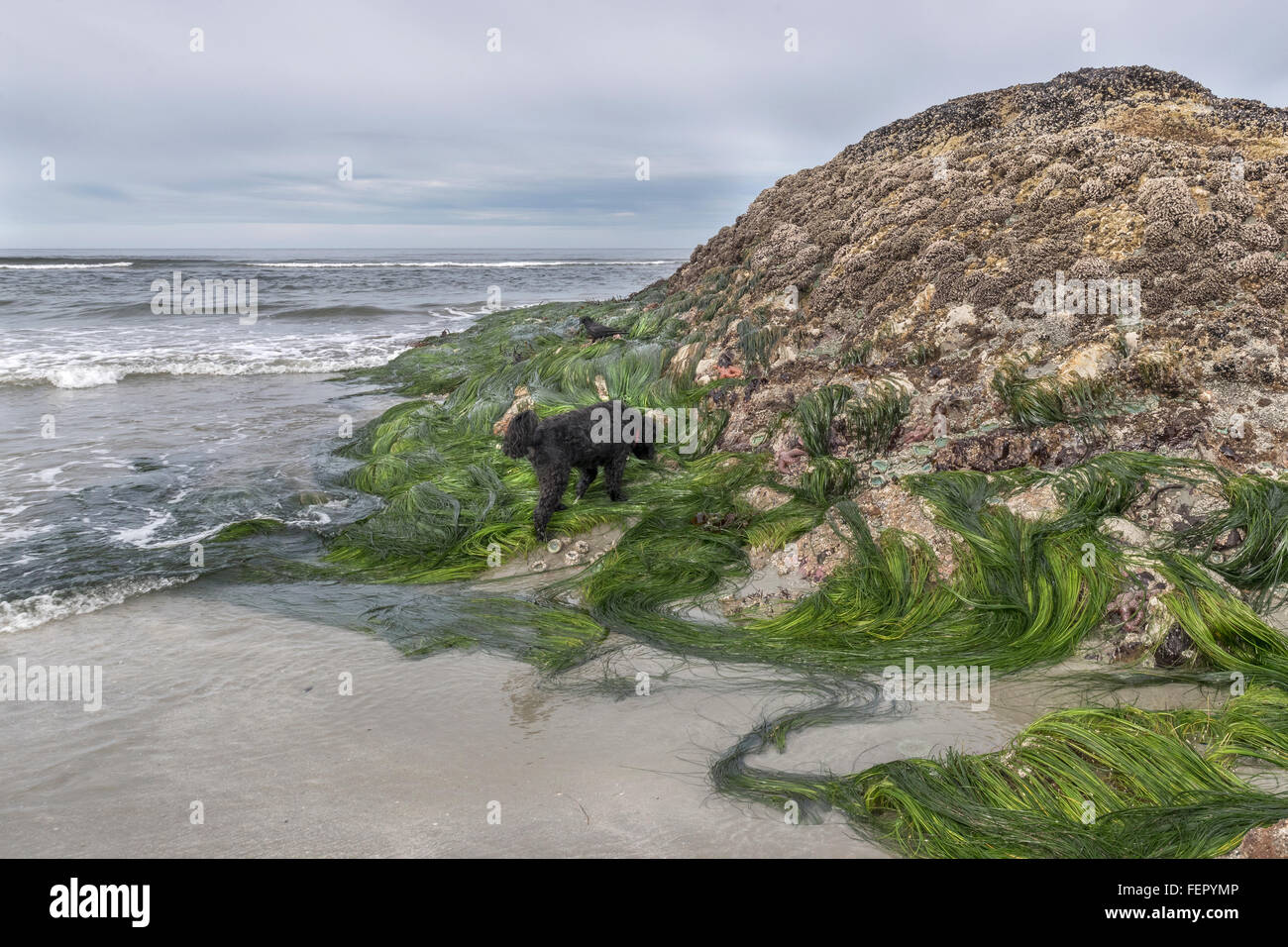 Incoming tide with dog and raven, Chesterman Beach, Tofino, British Columbia Stock Photo