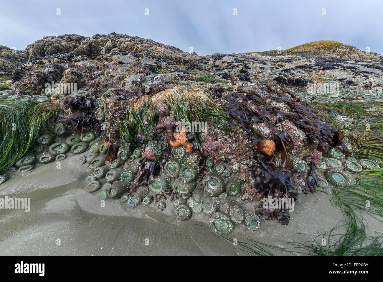 Intertidal zone biodiversity, Chesterman Beach, Tofino, British Columbia Stock Photo