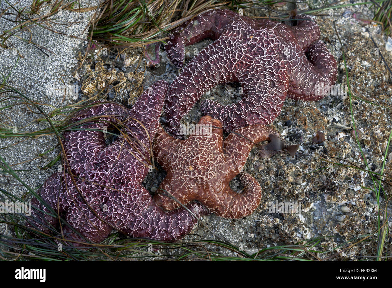 Three sea stars (Pisaster ochraceus) with eelgrass, Chesterman Beach, Tofino, British Columbia Stock Photo