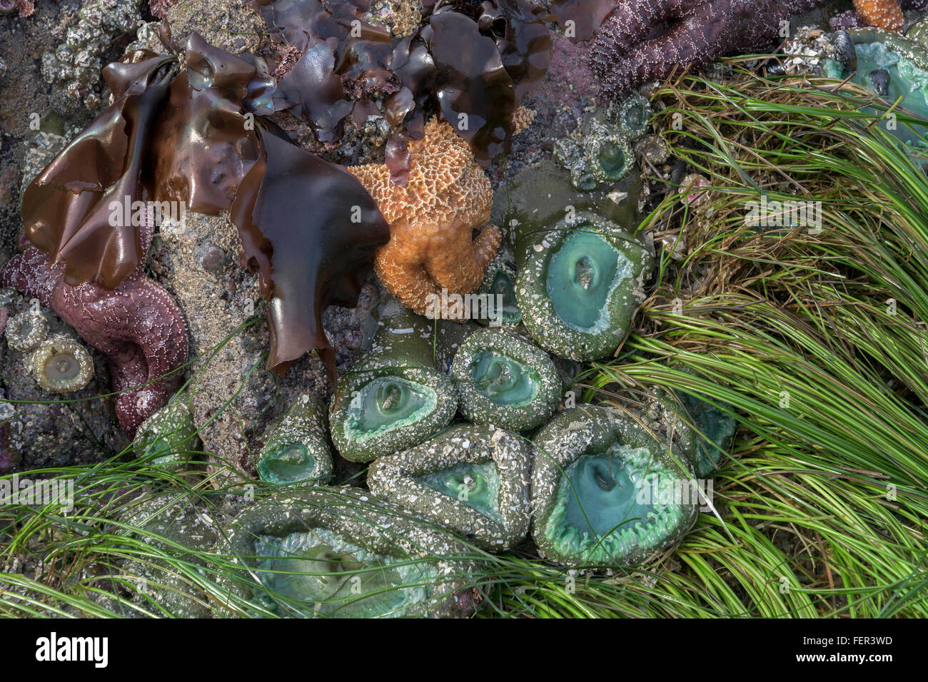 Kelp, sea start, anemones and eelgrass at low tide, Chesterman Beach, Tofino, British Columbia Stock Photo