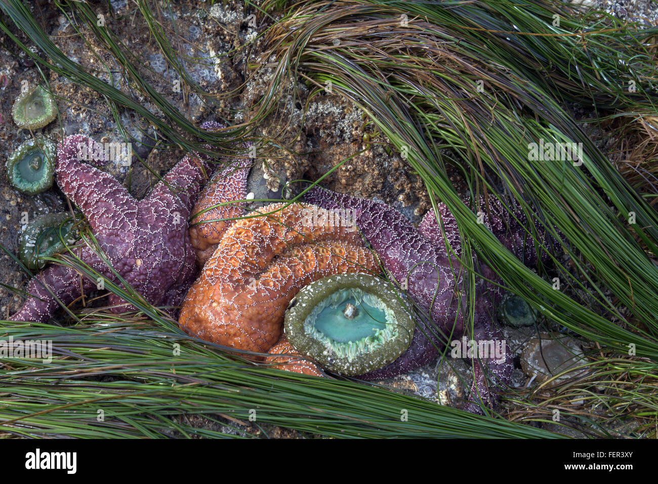 Sea stars, eelgrass and anemones at low tide, Chesterman Beach, Tofino, British Columbia Stock Photo