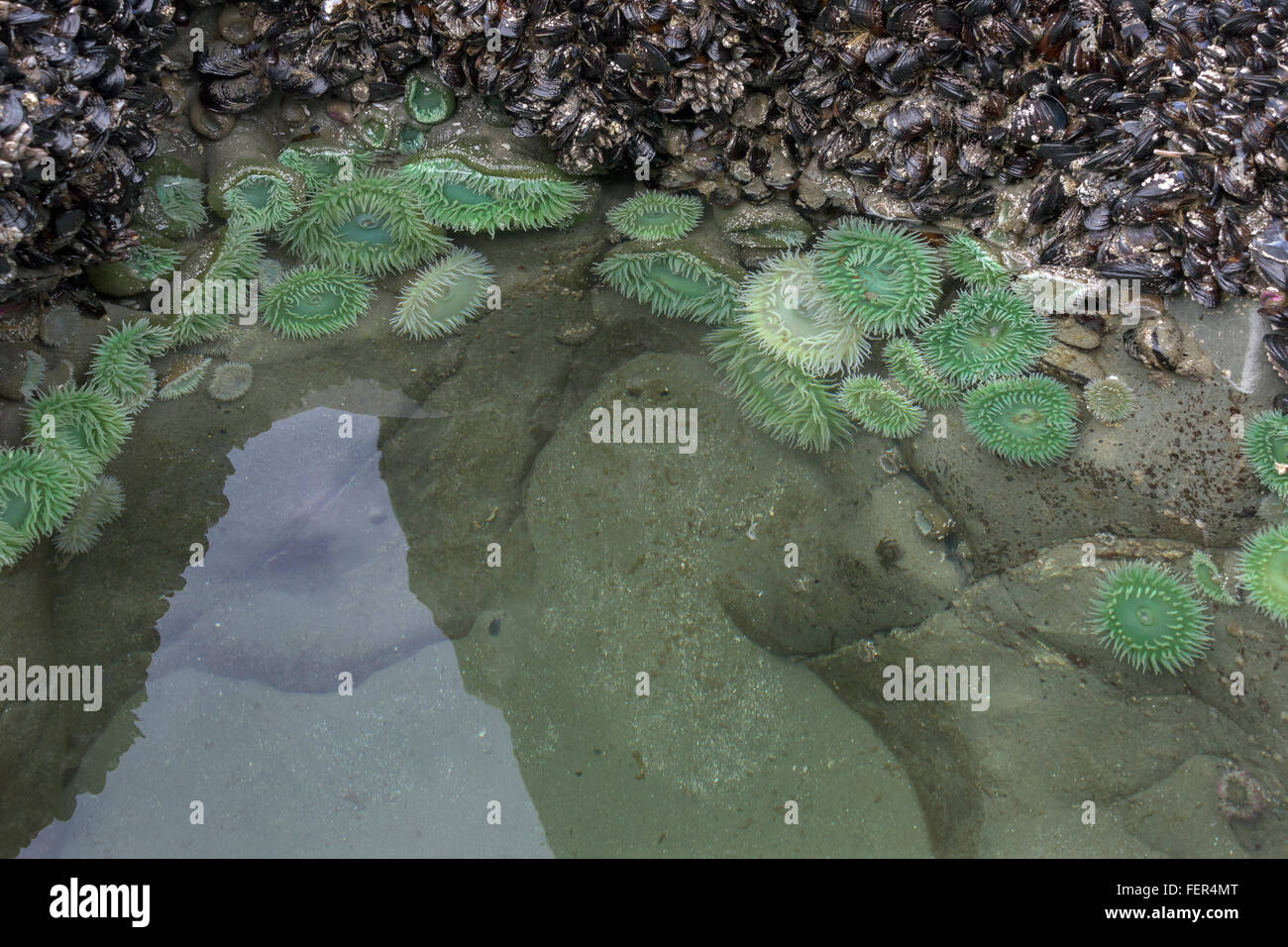Reflecting pool with green anemones, Chesterman Beach, Tofino, British Columbia Stock Photo